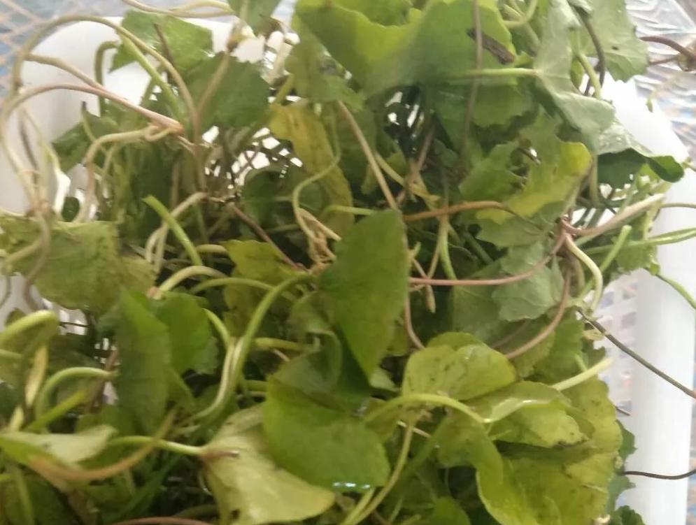 云南傣族野菜蘸水配方,野菜怎么做好吃法大全视频