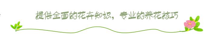 这4种绿植一定要养,四种最好养的盆景树