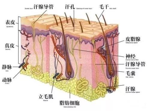 爱出油，上粉底还爆皮，这种奇葩皮肤怎么救？