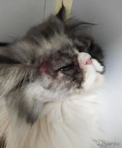 猫咪过敏是属于炎症反应吗,猫咪过敏怎么排除过敏源