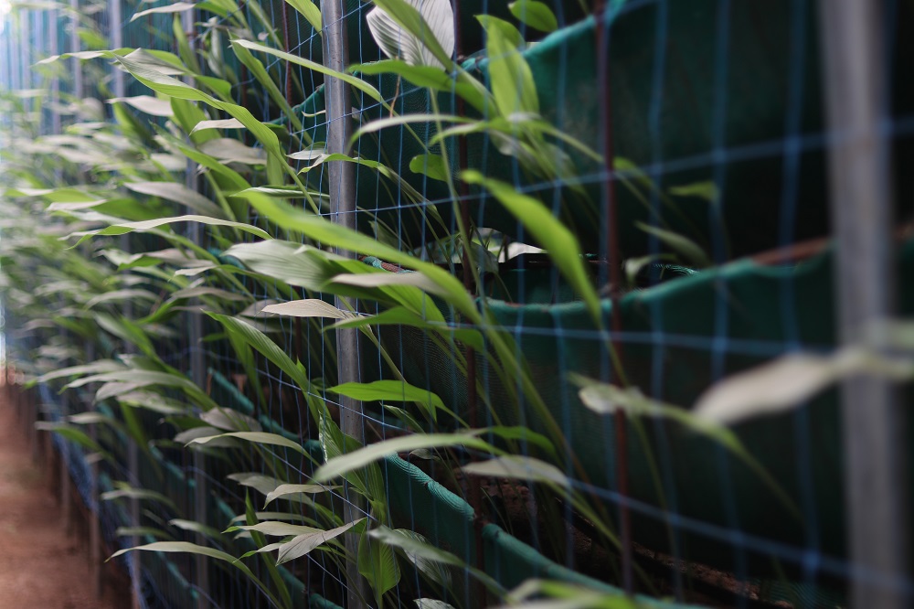 野姜黄种植技术视频,姜黄种植技术及亩收益