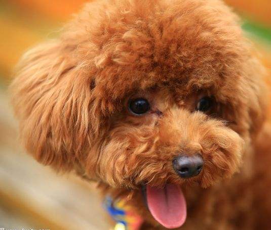 饲养贵宾的6大禁忌,养贵宾犬注意事项
