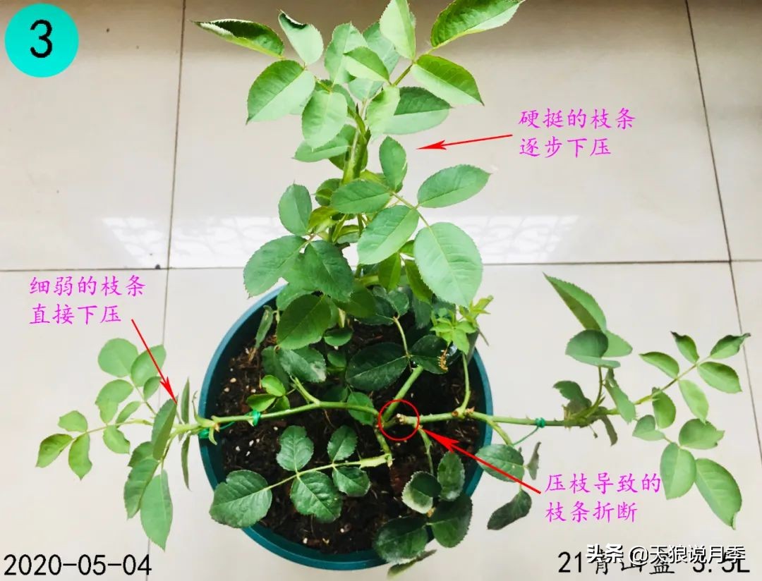 爆花朱丽叶月季,超迷你小空间