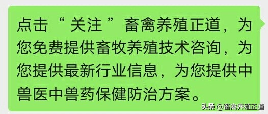 猪蓝耳病的偏方,治猪蓝耳病的特效药