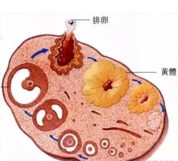 试管婴儿降调期间可以喝茶嘛,试管婴儿长方案打几针降调针