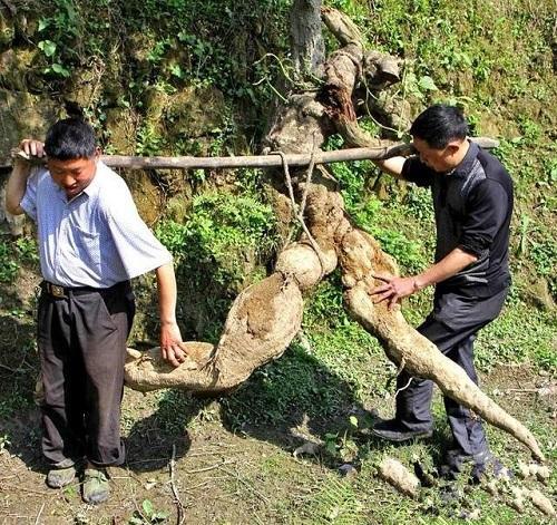 野生干葛根怎么切成片,野生葛根晒干的视频