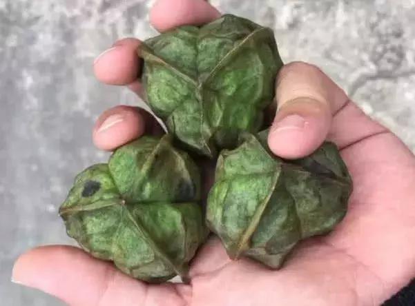 盘点文玩市场常见的四十种菩提子,有哪些所谓的文玩菩提