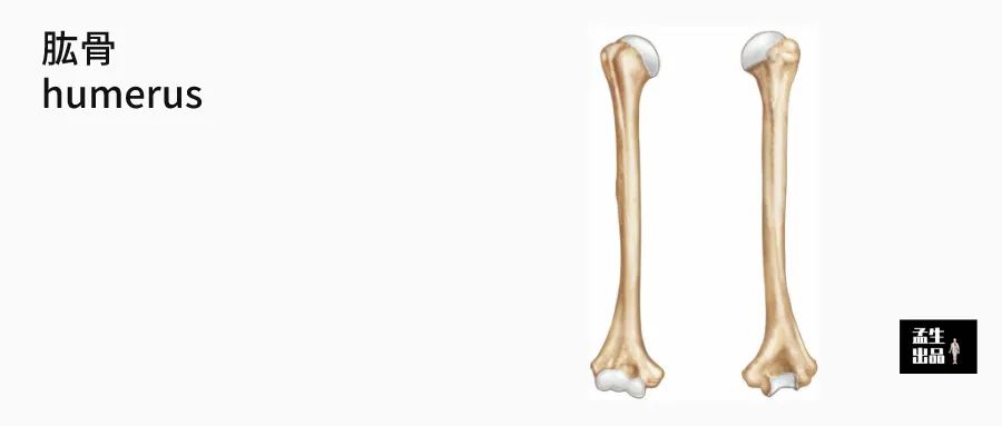 肱骨关节解剖图,肱骨肩胛骨关节图解