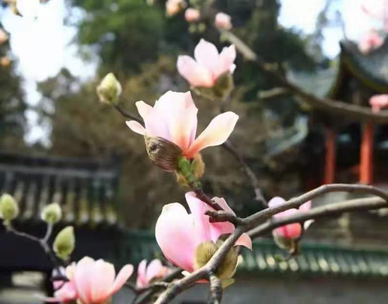 大连青岩寺歪脖老母怎么走,青岩寺歪脖老母在哪个城市
