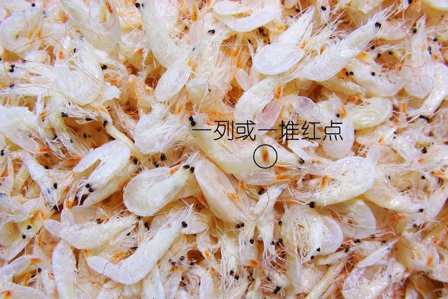 罗氏虾怎么辨别有没有膏,罗氏虾虾苗怎么分辨真假