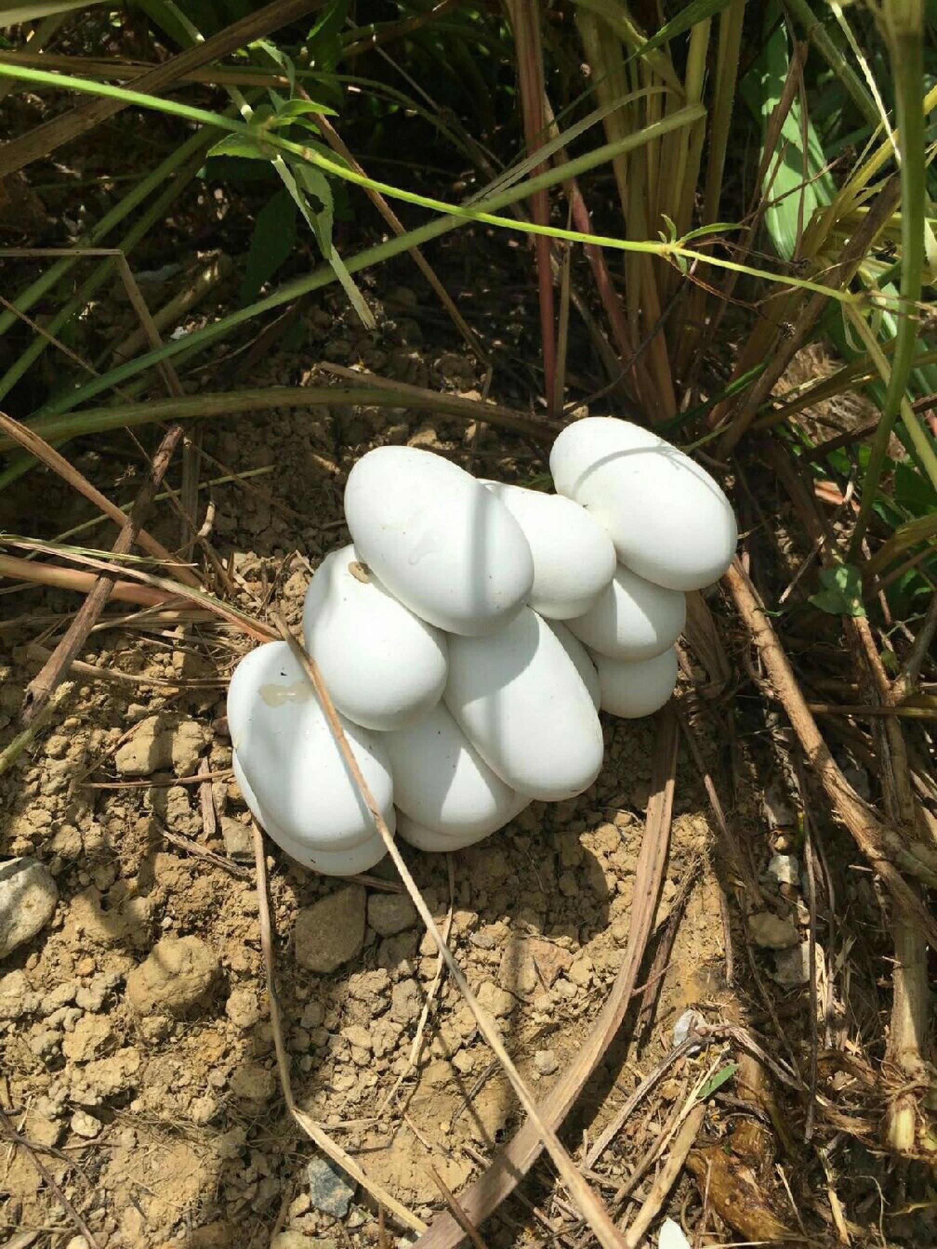 姣嶈泧瀛靛寲灏忚泧,姣嶈泧浜у皬铔囪寮傚叏杩囩▼