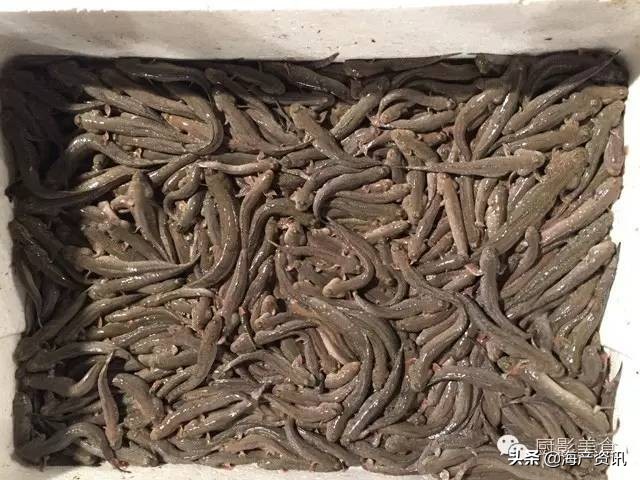 世界十大顶级海鲜品种,全球顶级海鲜食材大赏
