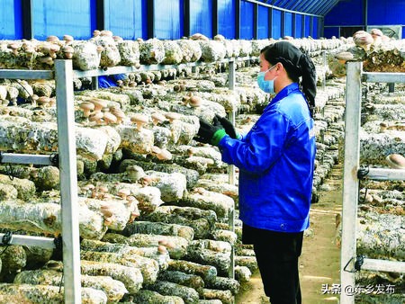 高品质打赢脱贫攻坚战,高品质发展巩固拓展脱贫攻坚成果