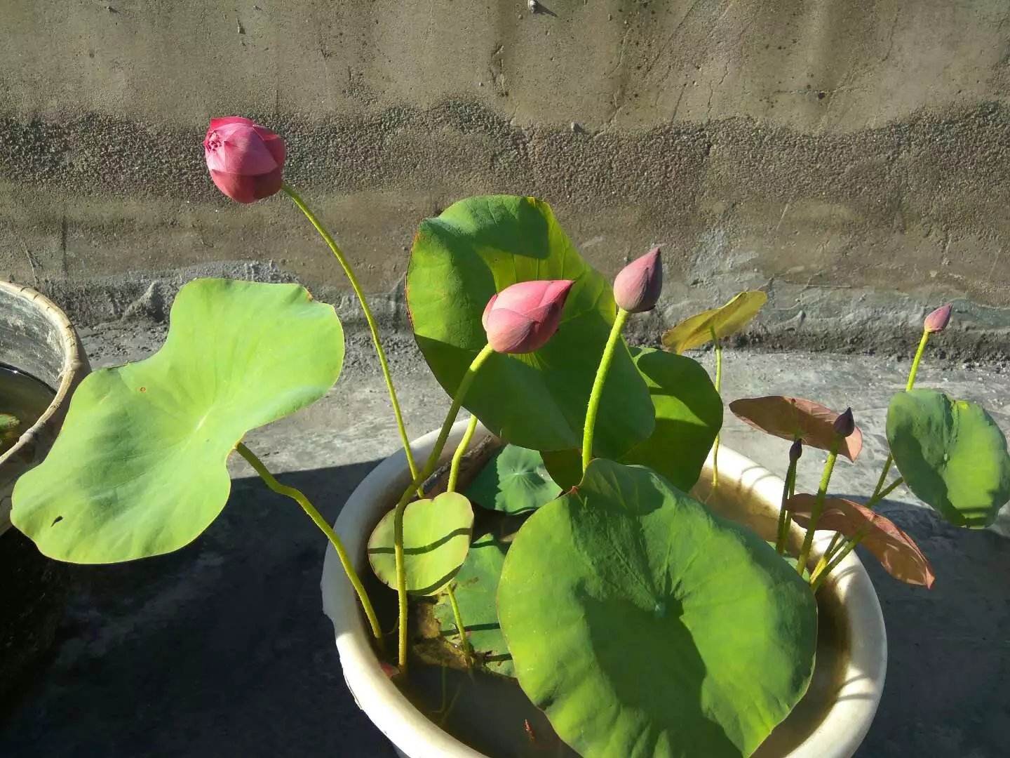 碗莲结了莲蓬怎样养？搞清楚这几点，花后养护更简单