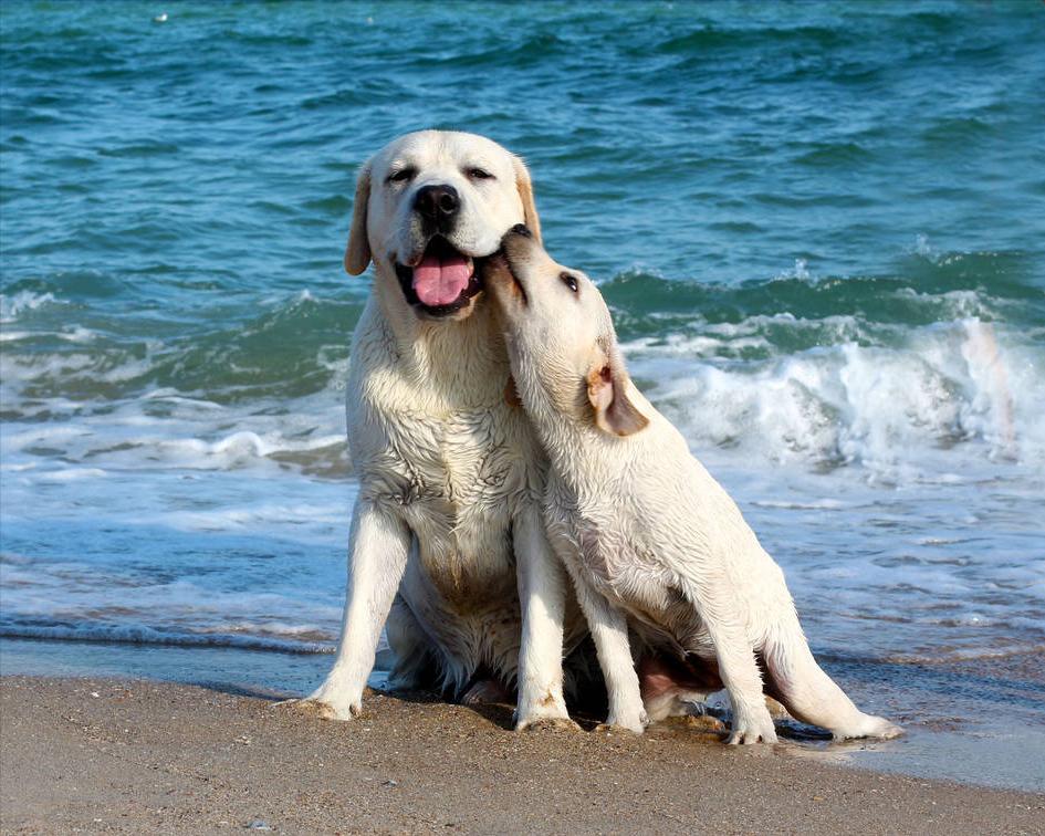 拉布拉多犬的串串多少钱一只,拉布拉多犬导盲犬多少钱一只