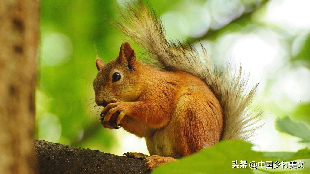 「鼠年说鼠」来看千奇百怪的鼠类，全认识算我输