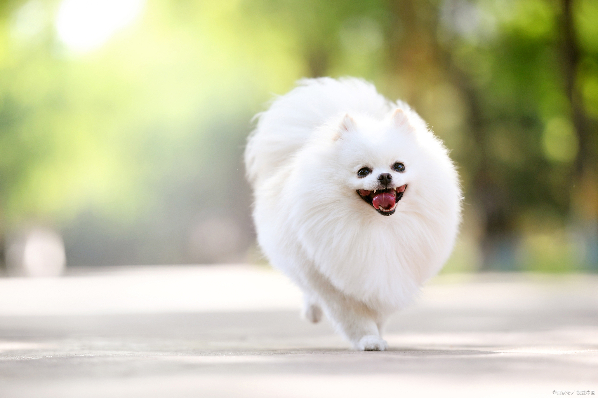 幼犬博美吃什么羊奶粉,博美一天吃多少粮