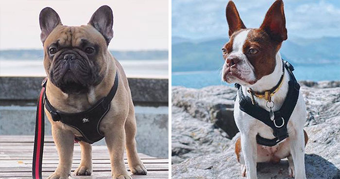 十种常见的犬种,10种常见的犬种