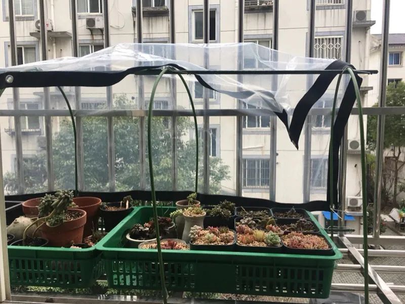 多肉植物怎样养新手入门篇,新手养多肉植物需要掌握的8点