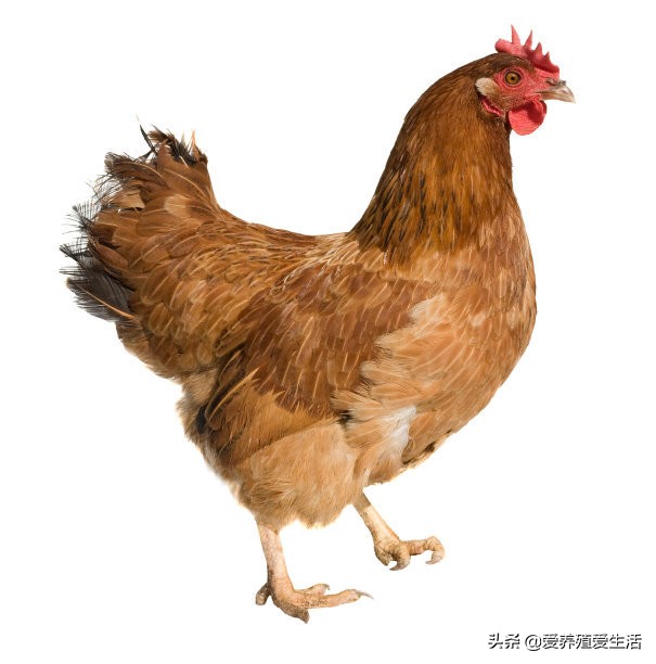 鸡嗉囊肿胀是怎么回事,鸡嗉囊胀不消化怎么治疗