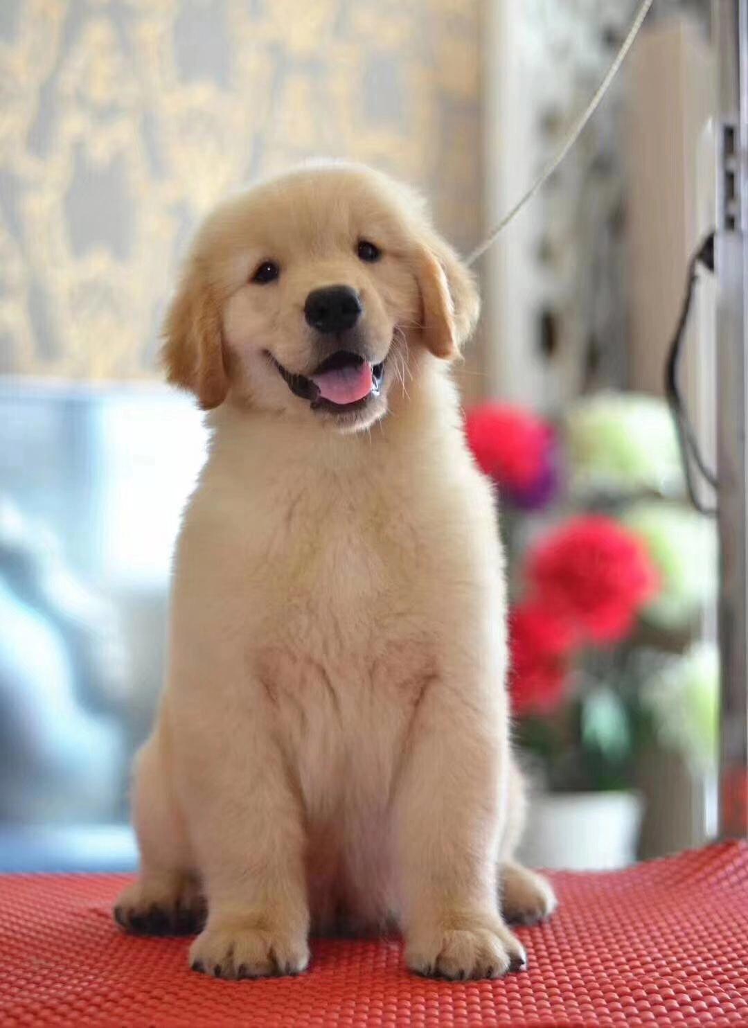 犬细小病毒感染怎么办,细小病毒感染的症状