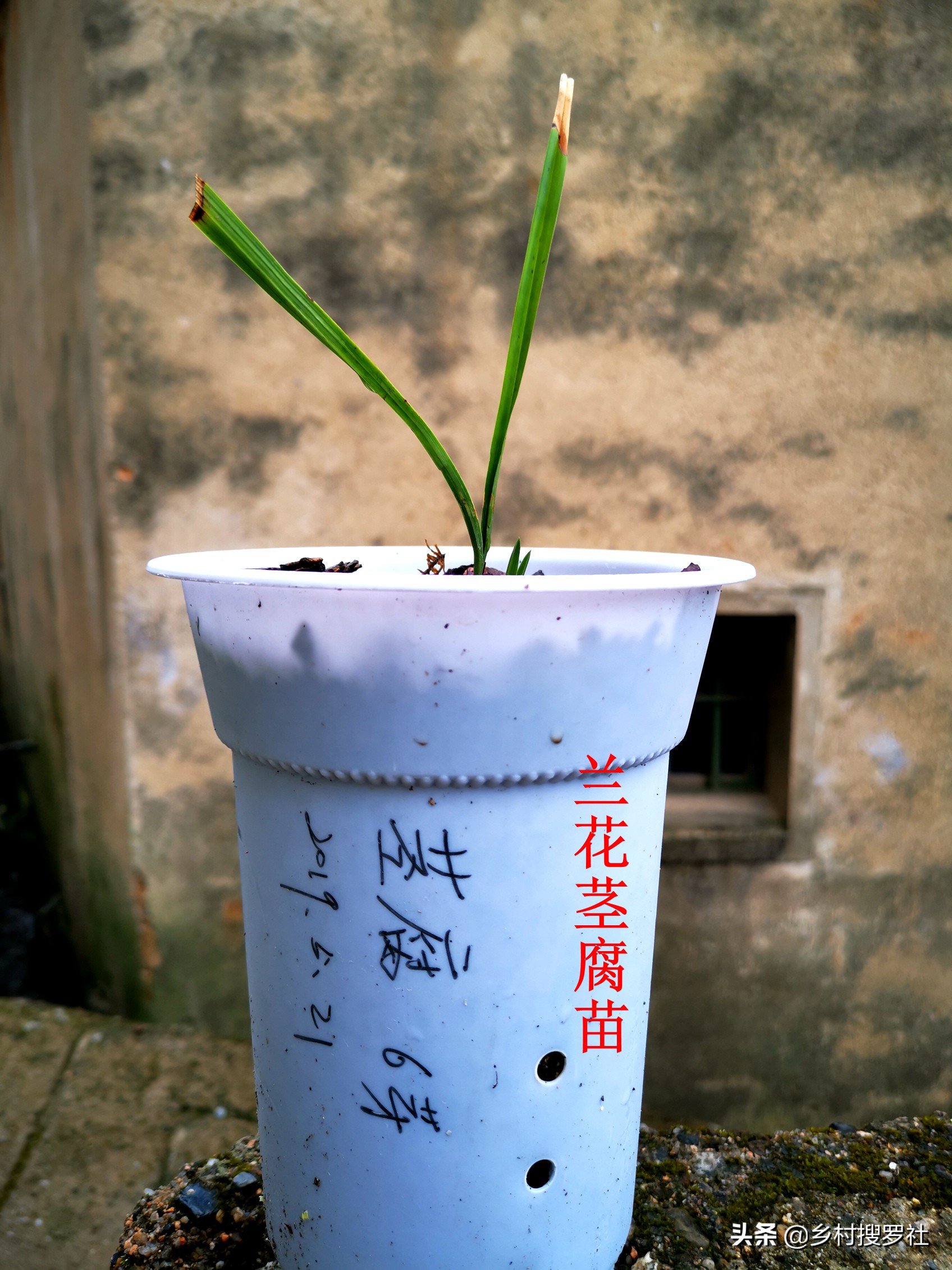 这样治疗兰花的茎腐病，第二年就可以成壮苗，关键就是这5点