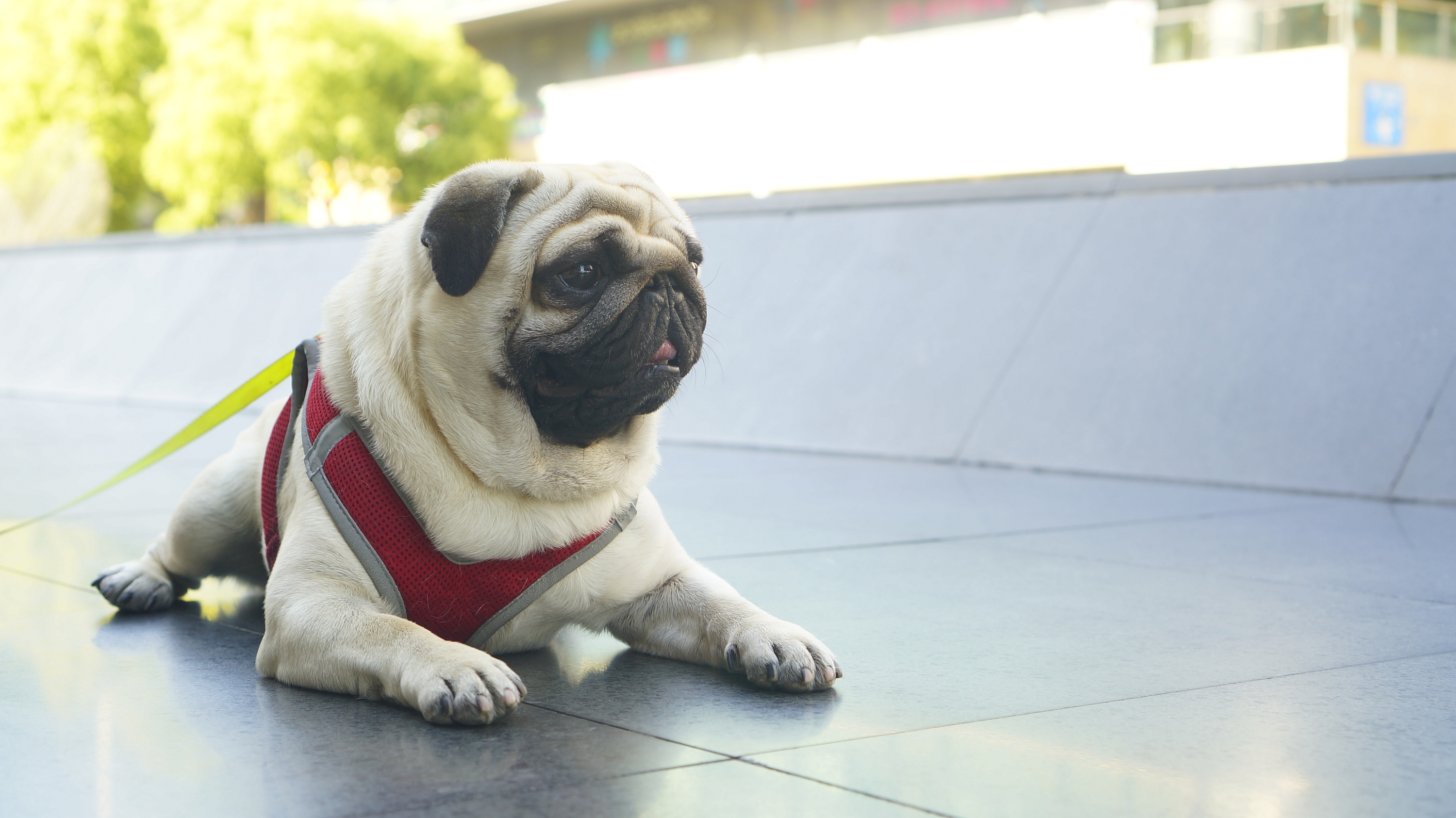 巴哥犬科普小知识,巴哥犬的五大优点和缺点