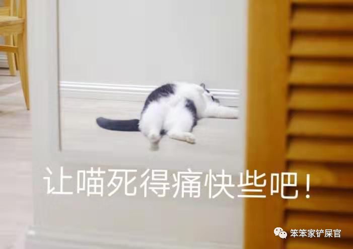 猫咪受伤要用什么药,猫咪受伤表现