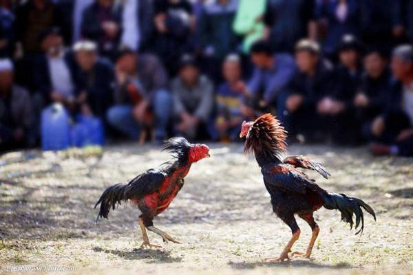 清明节的由来及习俗,清明节的由来及习俗100字简介