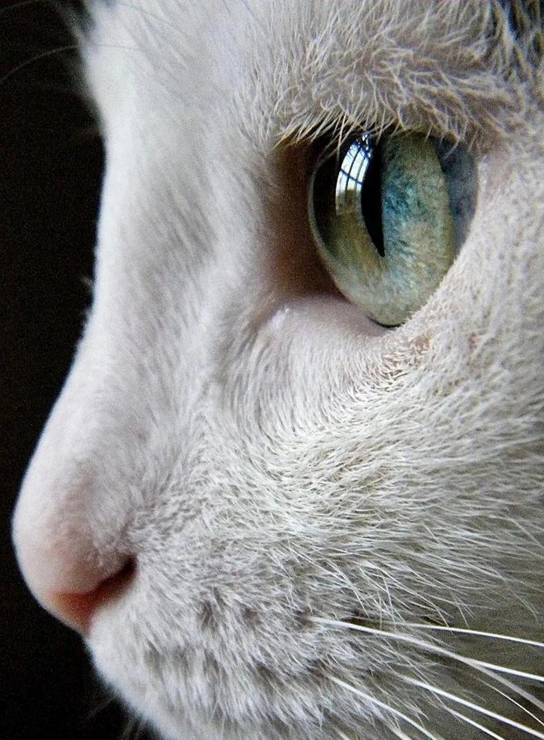 猫眼中好看的猫照片,猫眼猫咪原图