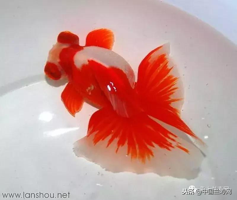 生命力最大的金鱼品种有哪些,十大最好的金鱼品种