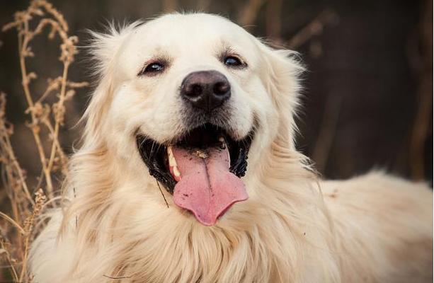 金毛犬养一只好还是一对好,养一只金毛犬一个月要多少费用