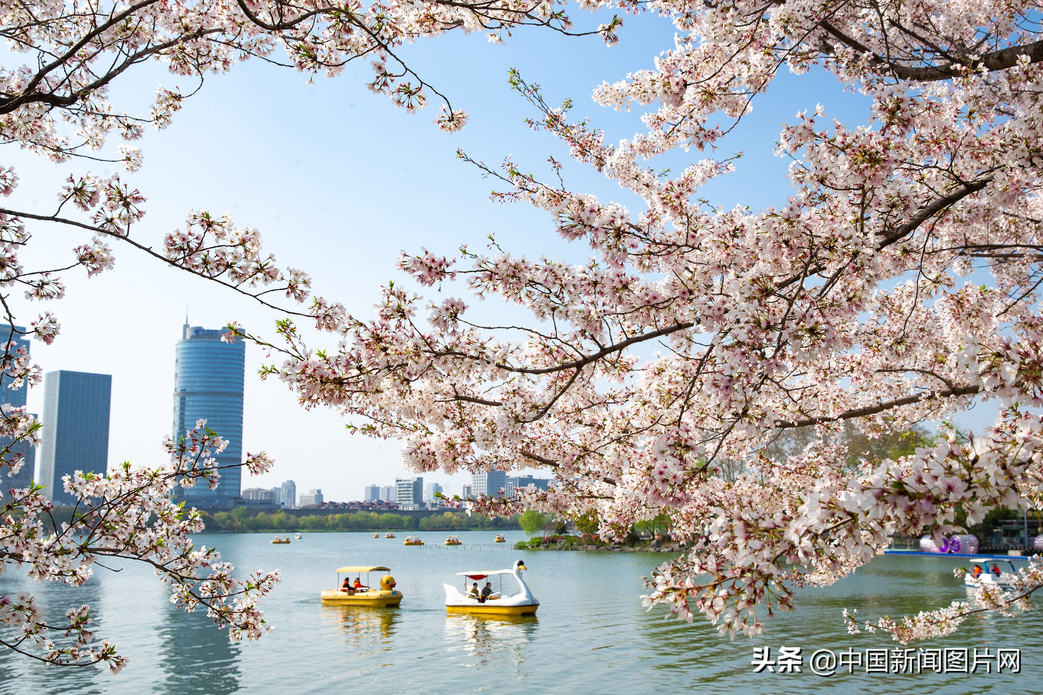 南京玛瑙河两岸樱花烂漫,江苏南京樱花烂漫春意浓