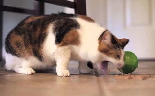 猫咪呕吐不吃猫粮是什么原因,猫咪呕吐怎么判断是猫粮的问题