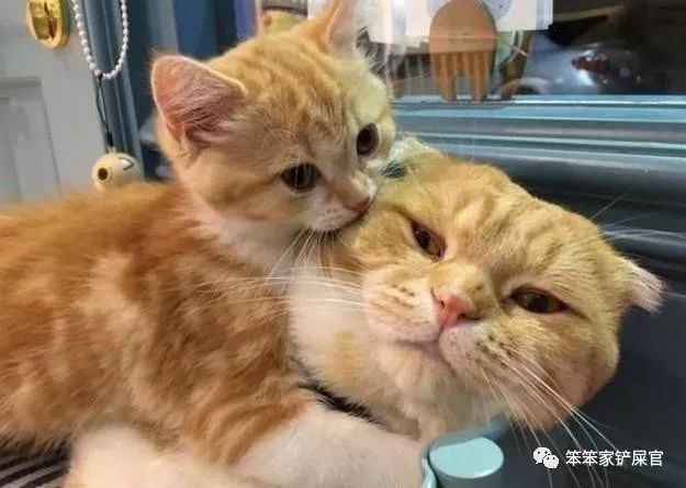 猫咪为什么半夜好像还会攻击主人,猫咪老是攻击人而且还不让摸