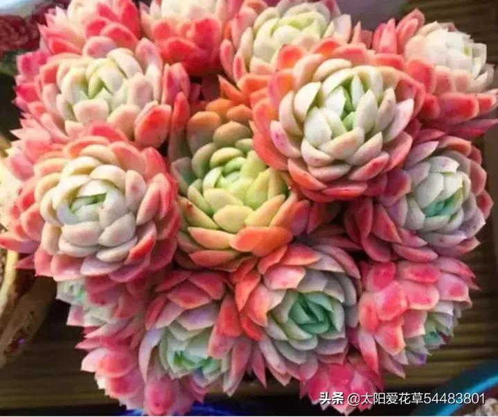 冰梅多肉怎么养才紧密包裹,冰梅多肉怎么养护出状态
