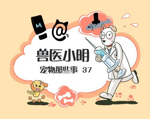 穷人家的猫咪早当家,穷人家的猫穷养
