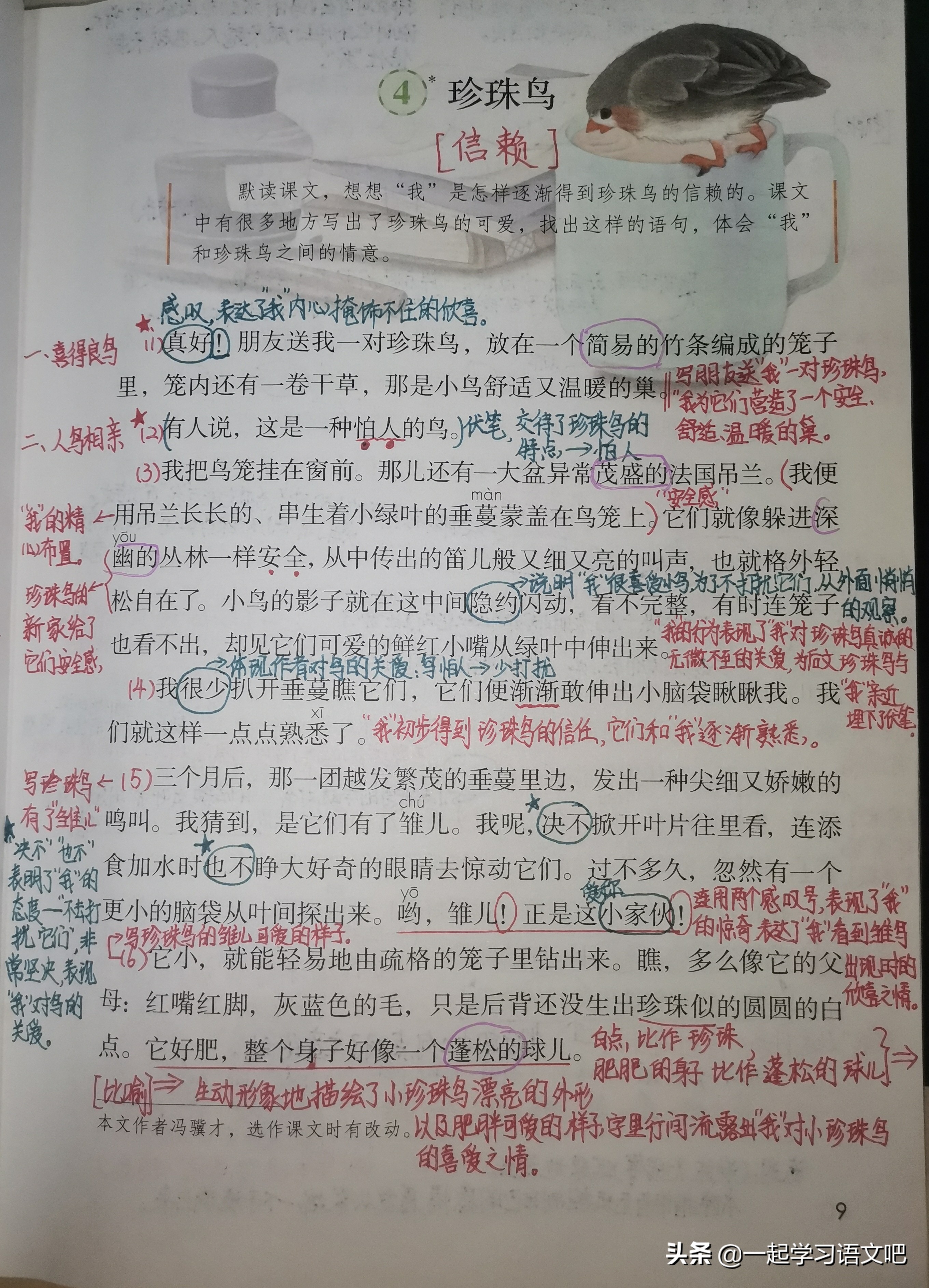 部编版五年级语文下册玛瑙鸟原文,五年级上册第四课玛瑙鸟课文导读