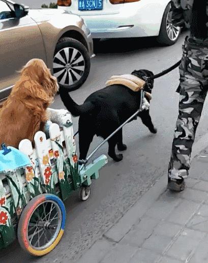 警惕性最高的十种狗,狗服从性训练有哪些