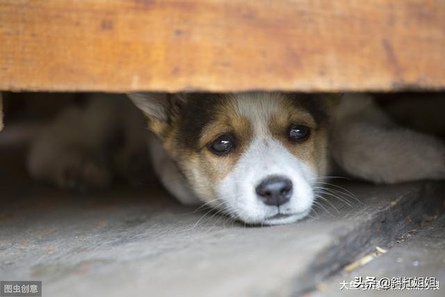 狗狗经常挨打容易出现哪些坏毛病,为什么狗狗挨打不长记性