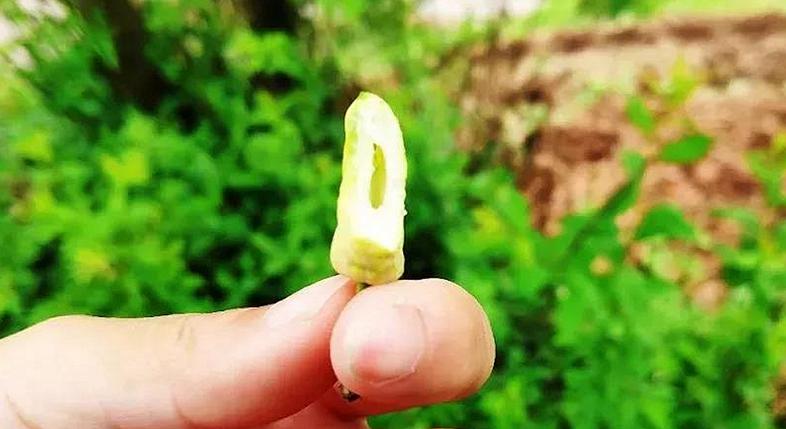 李果为什么外皮是苦的,李果底部黑点
