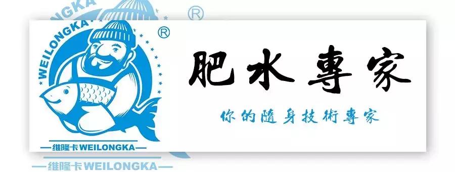 夏天高温怎样养好鱼缸水草,高温天气怎样能保住水草