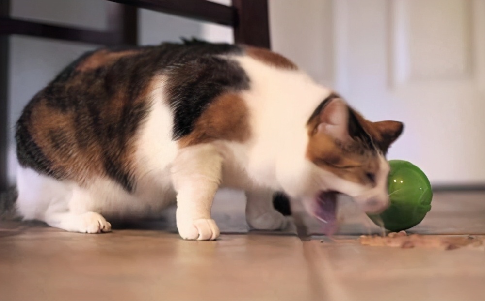 猫咪呕吐处理攻略,猫咪常见的呕吐原因及治疗方法