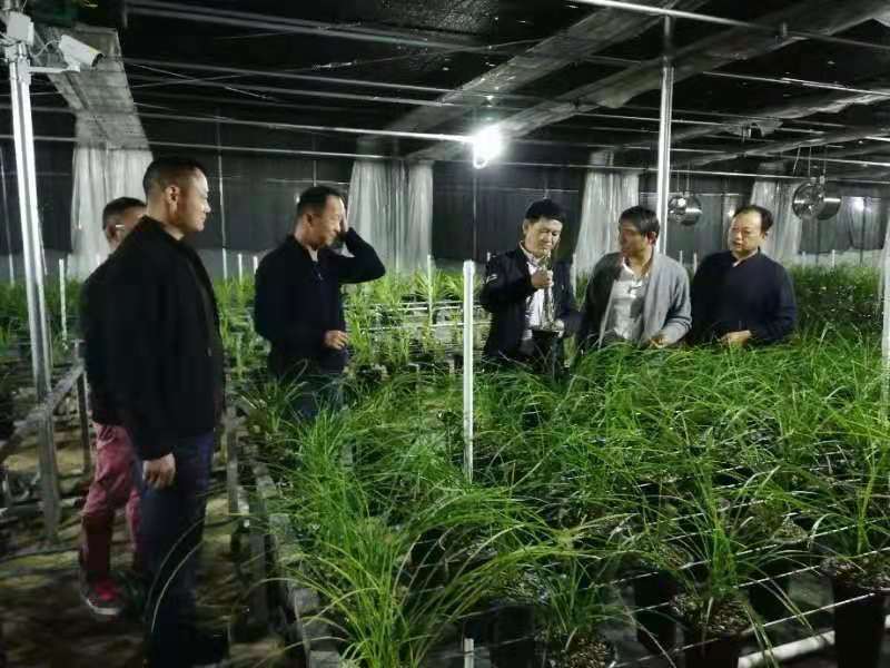 586：西南部兰市热火朝天-莲瓣兰大众化铭品交易量迅猛