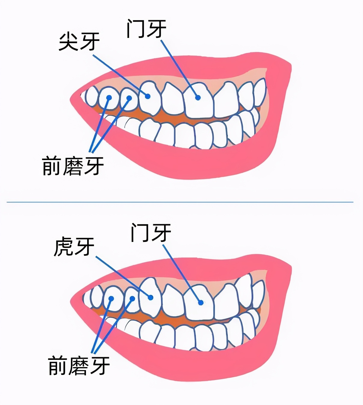 *牙虎**，少年的美好