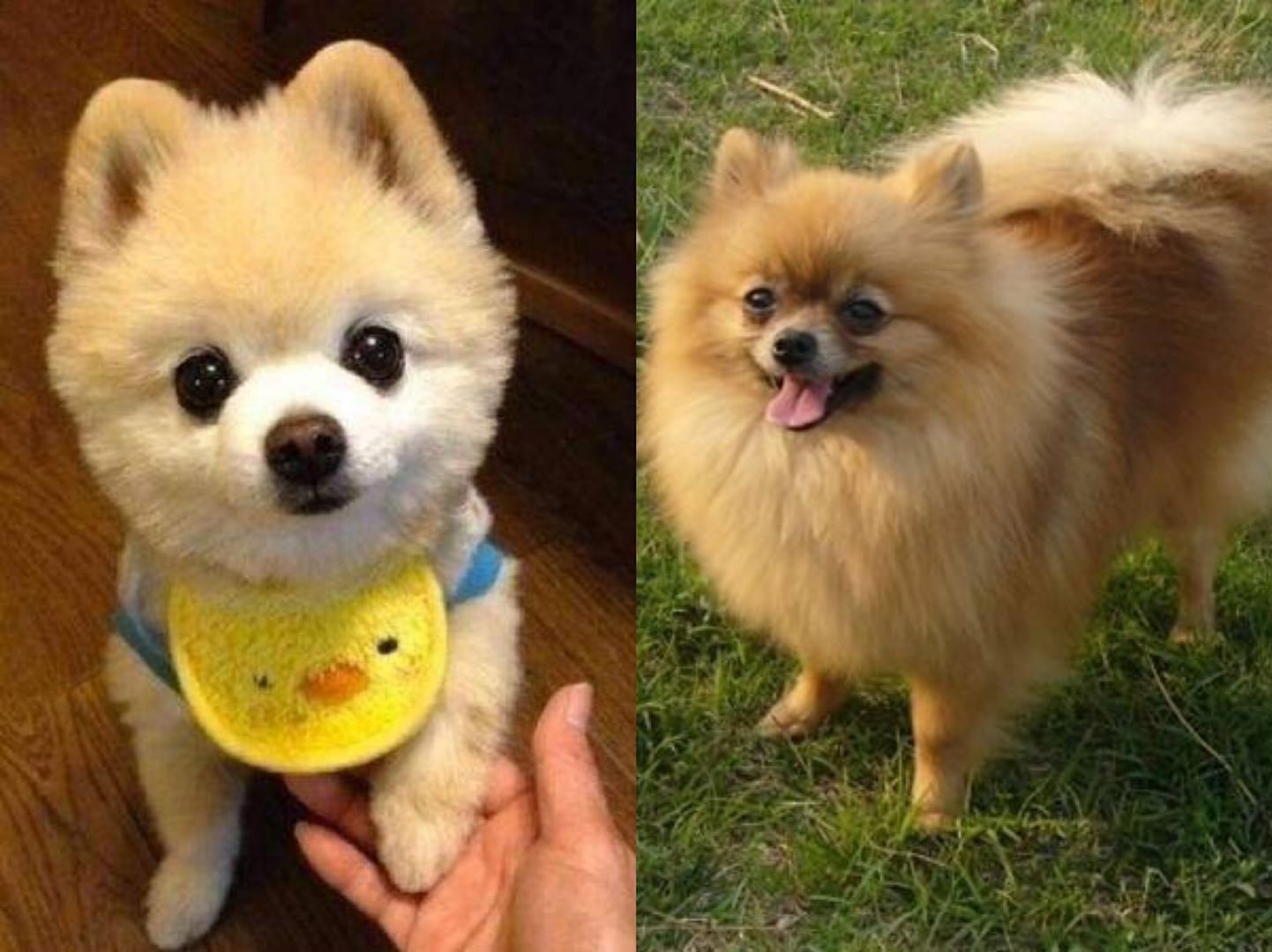 俊介博美犬,俊介型博美