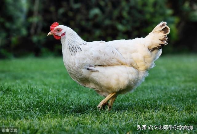 鸡坏死性肠炎拉什么样的粪便,鸡拉黄绿色稀粪便是什么病怎么治