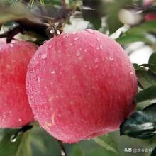 水稻如何施钼肥,水稻用钛微肥招商