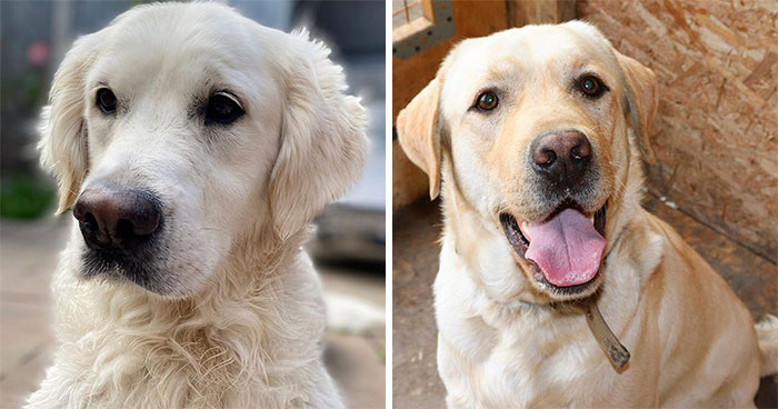 十种常见的犬种,10种常见的犬种