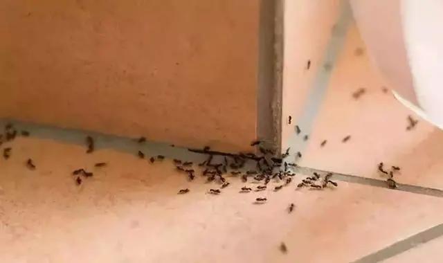 家里发现小蚂蚁黄颜色的怎么办,家里的蚂蚁放什么药消灭